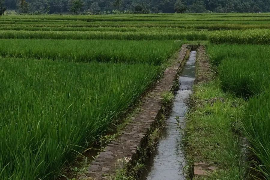 Irrigation canal feeding a rice paddy field